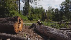 Seasonal Cleanup (Spring/Fall) in Mission Bend, TX