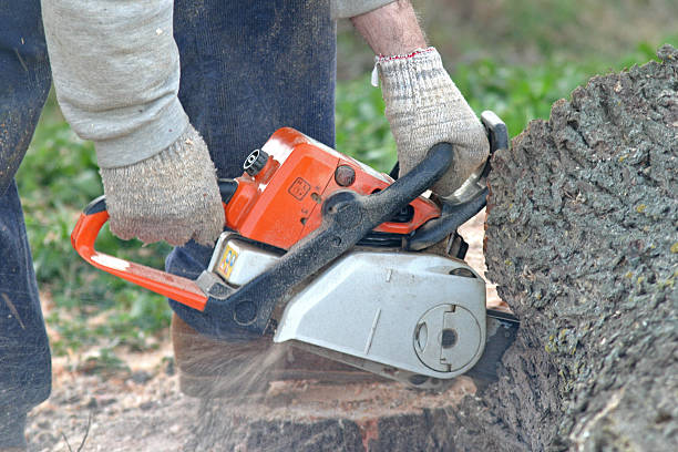 Reliable Mission Bend, TX Tree Care Solutions