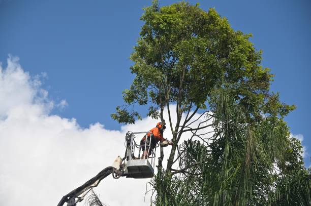 Best Emergency Tree Removal  in Mission Bend, TX