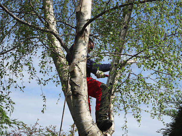 Best Tree Preservation Services  in Mission Bend, TX