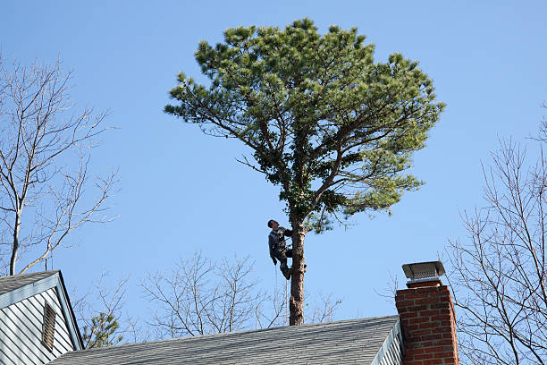 Best Palm Tree Trimming  in Mission Bend, TX