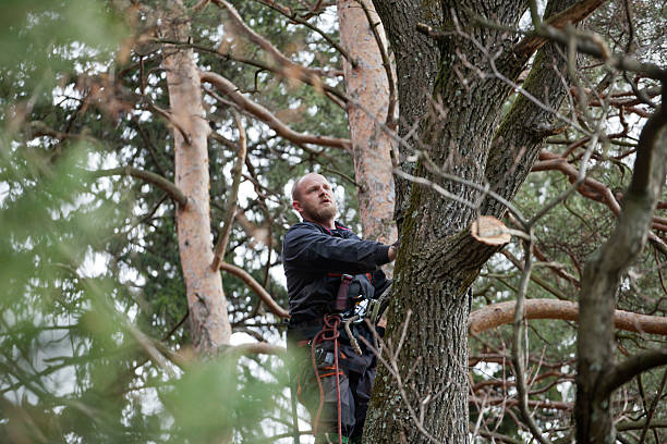 Best Tree and Shrub Care  in Mission Bend, TX