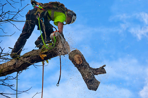 Best Stump Grinding and Removal  in Mission Bend, TX