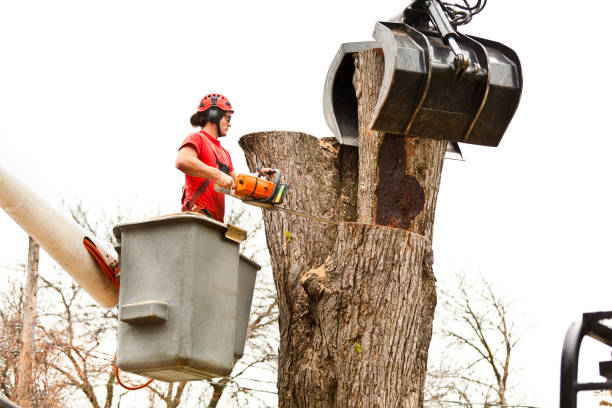 Best Palm Tree Trimming  in Mission Bend, TX